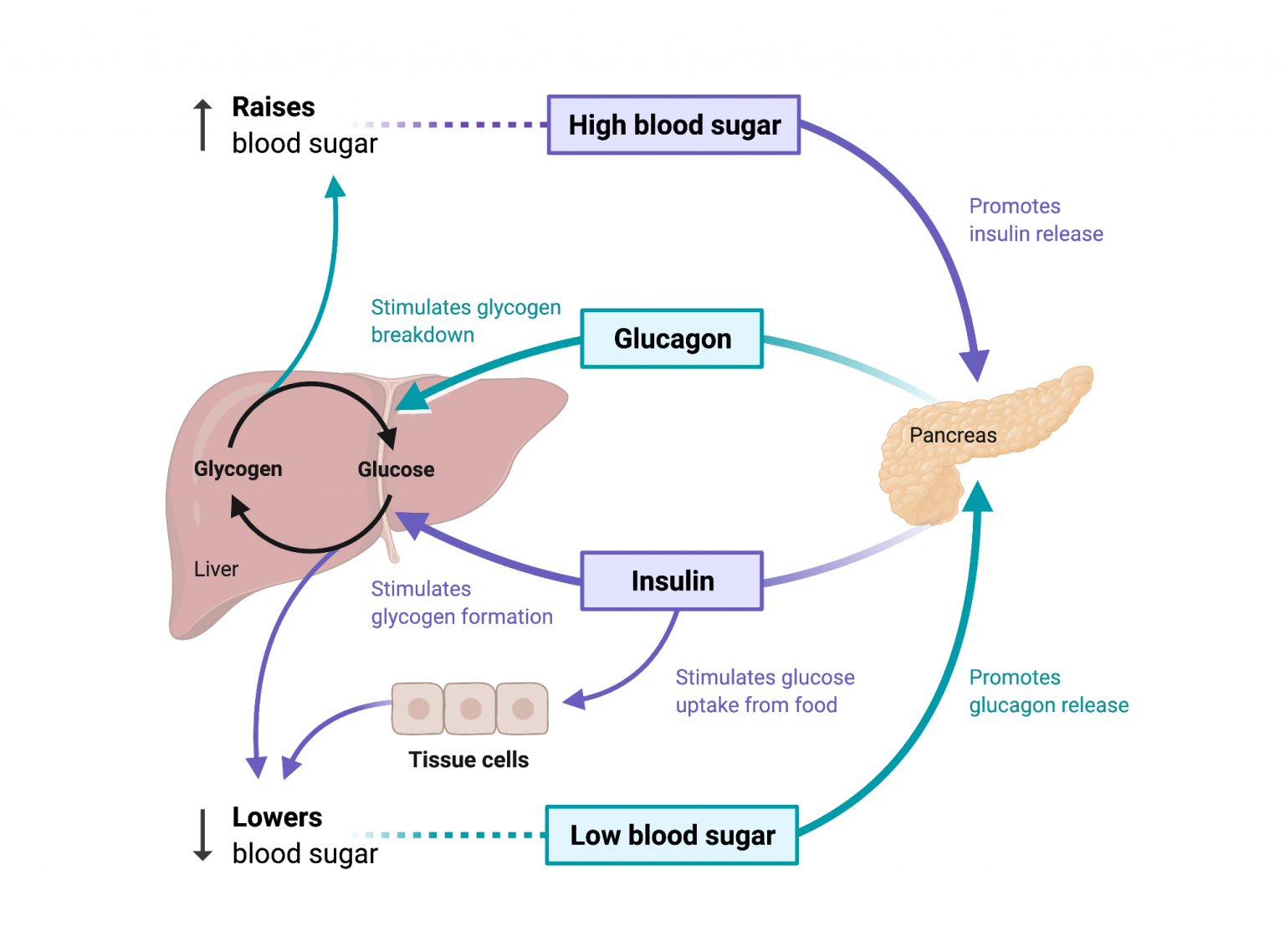 Regulation of Blood Glucose - Alinea Nutrition