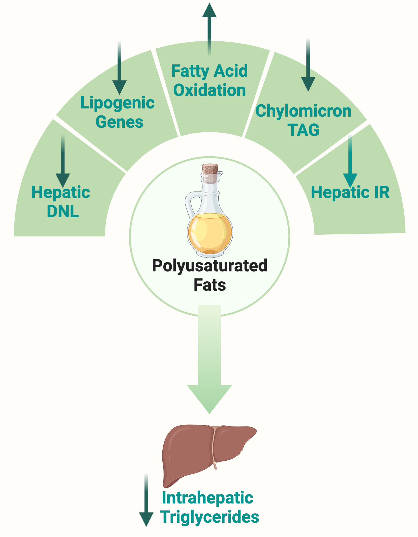 Illustration showing the benefits of PUFA on liver fat accumulation.